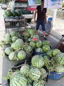 浚县网红吃瓜事件,一场网络狂欢背后的真相与反思