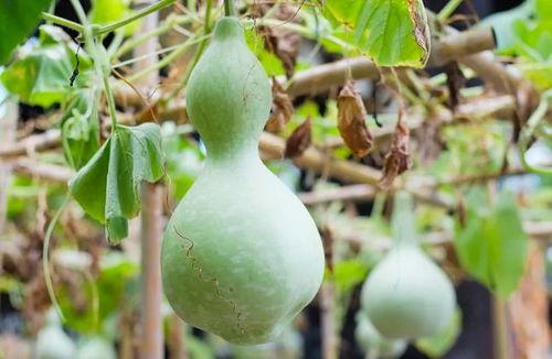 网红吃葫芦瓜视频大全播放,视频大全播放量爆表！