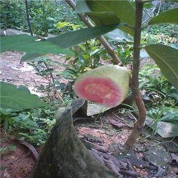 吃瓜的台湾网红叫什么,台湾网红“吃瓜达人”揭秘娱乐圈幕后故事