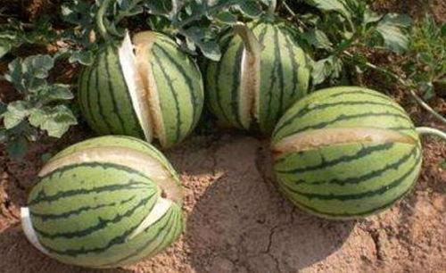 烟台吃瓜网红事件真相,揭秘背后真相与网络舆论的漩涡