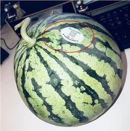 v吃瓜网红,揭秘娱乐圈幕后故事，带你走进网红世界