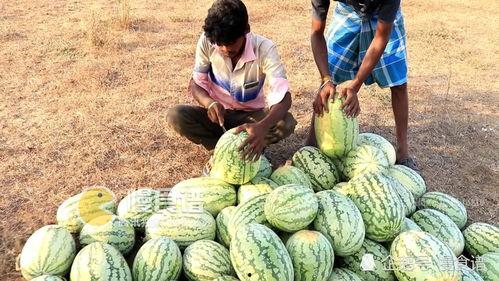 俄罗斯引擎51吃瓜网