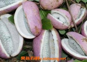 吃八月瓜的贵州网红