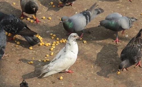 网红吃瓜鸽子视频播放,视频播放量爆表，网友热议不断
