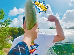 网红打假吃瓜,揭秘网络吃瓜背后的真相