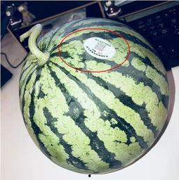 网红丑事吃瓜,吃瓜群众围观娱乐圈风云变幻