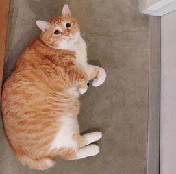 吃瓜猫网红,揭秘网络红人的幕后生活