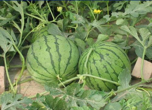 安溪网红吃瓜事件,一场网络舆论的风暴与反思